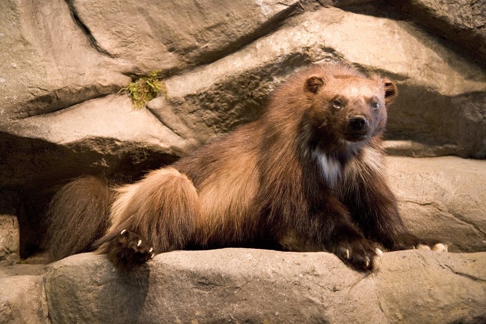 furry Wolverine lays on rock