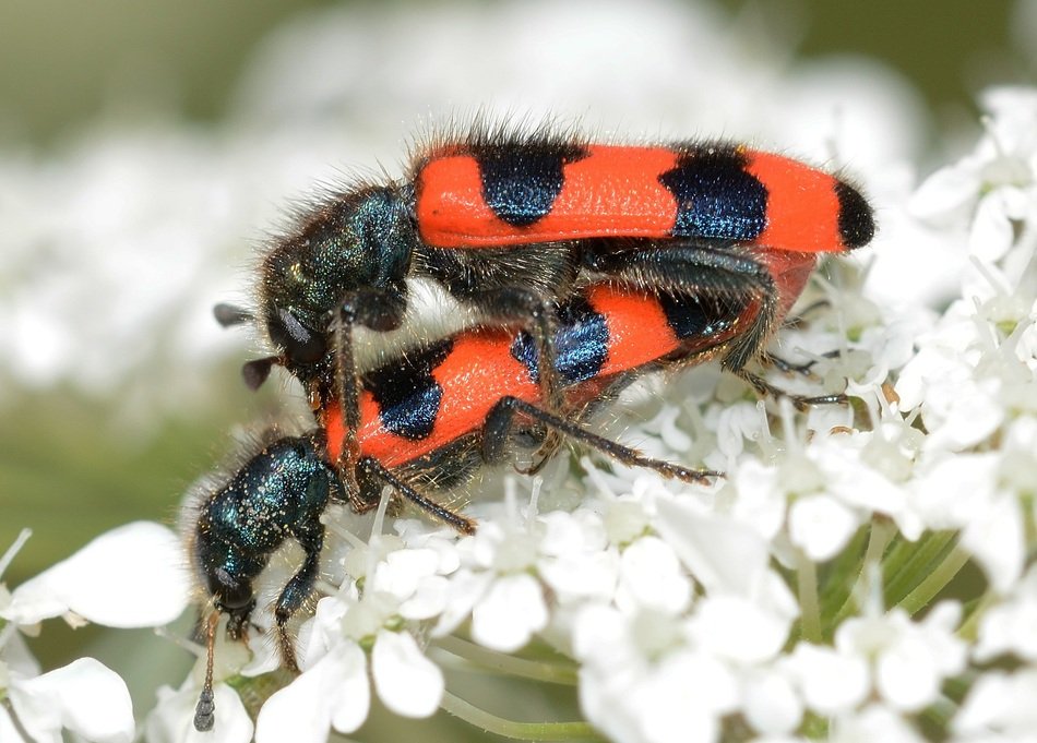 reproduction of red beetles