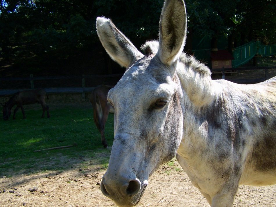 Picture of Grayish-White donkey