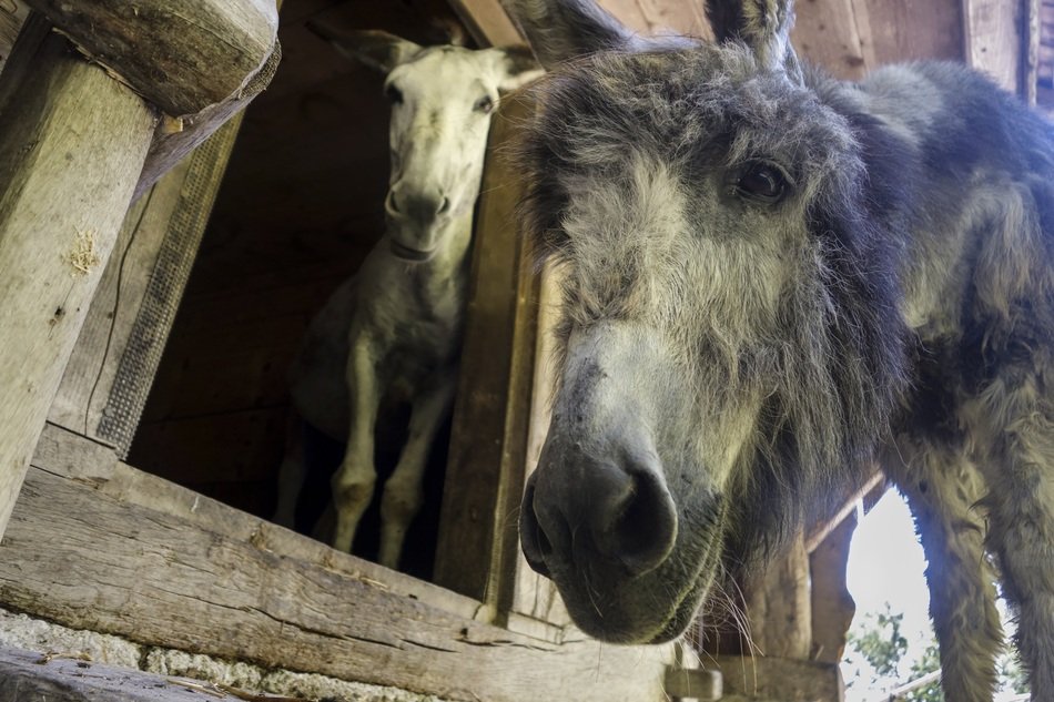 donkeys in the building and on the street