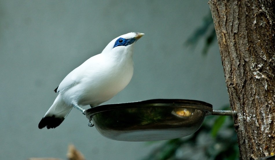 Picture of the tropical small bird