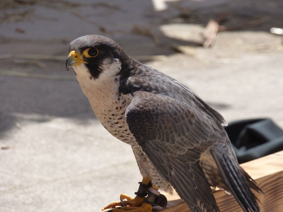 perched wild peregrine