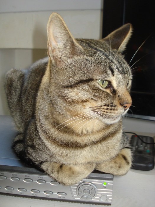 striped cat on the technique