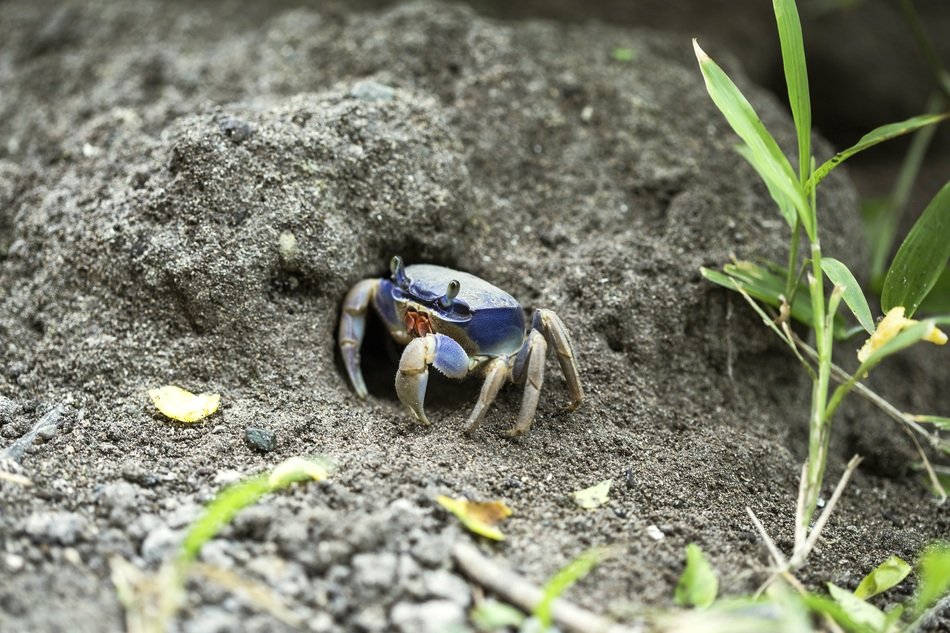crab makes hole in sand