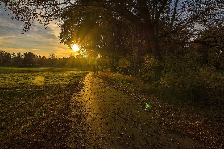 Horses under Trees back light scenery