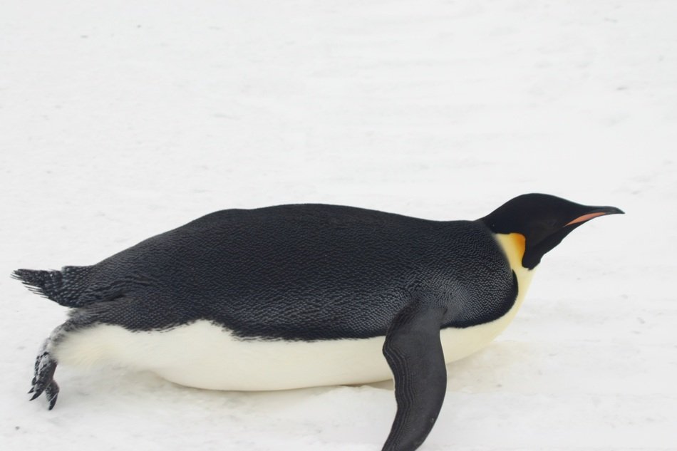 emperor penguin lies on the belly in Antarctica