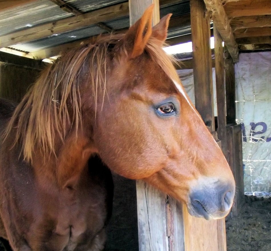 Sorrel Horse in stable