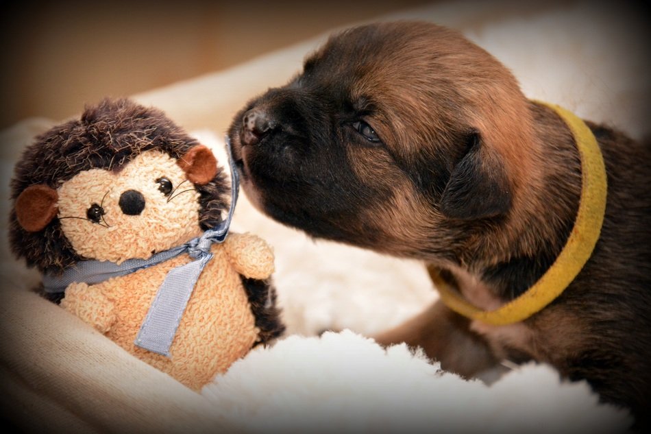 Puppy and the dog