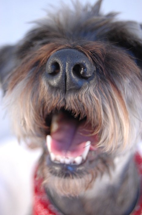 portrait of muzzle of a small dog with open mouth