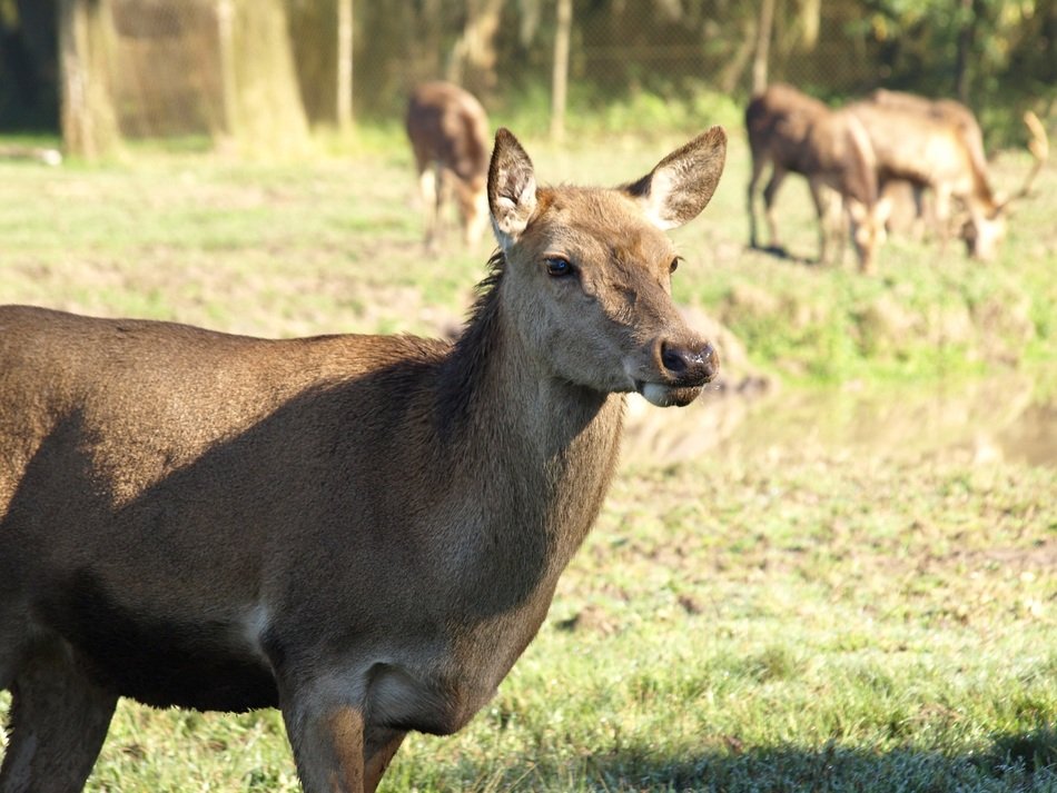 impala on green grass