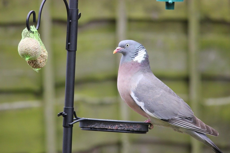 gray dove on a seed tray