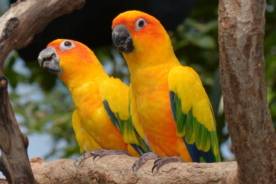 Colorful sun conures