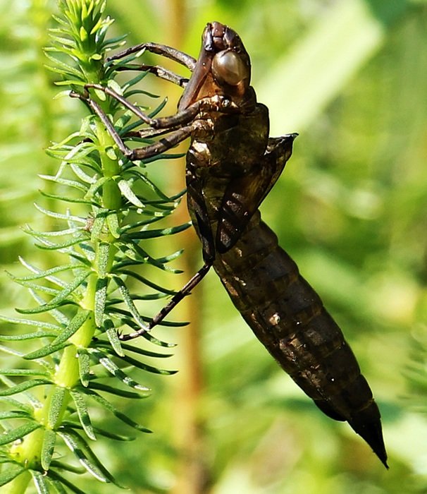 brown dragonfly in the cocoon