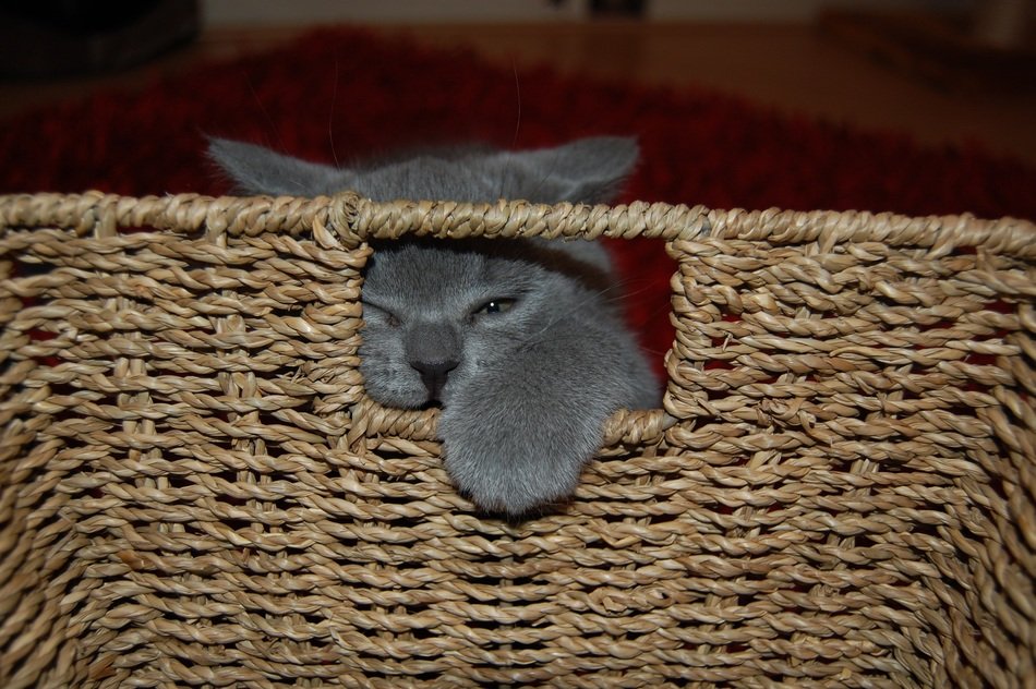 blue purebred kitten near the basket