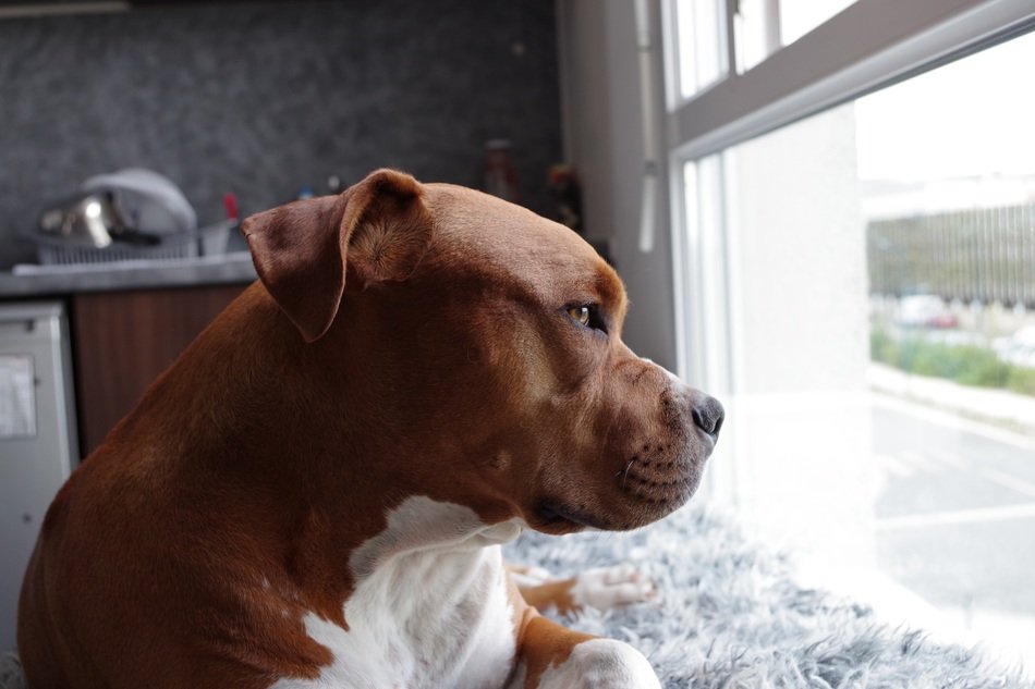 cute lovely boxer dog