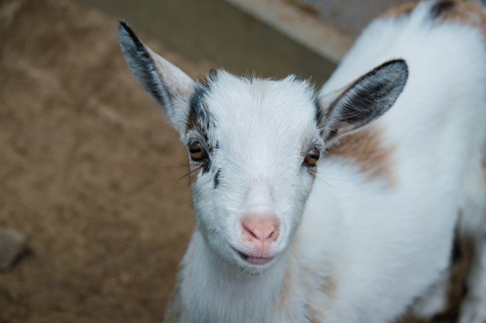 young goat in the pen