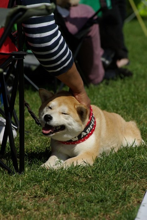 happy dog scratching behind the ears