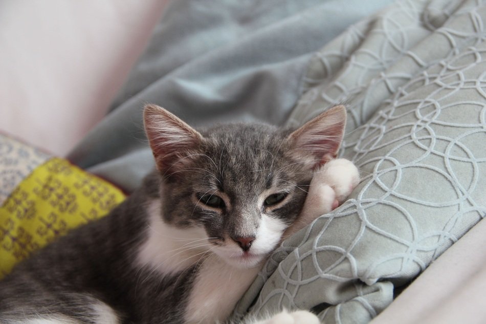 the cat is lying on the pillow