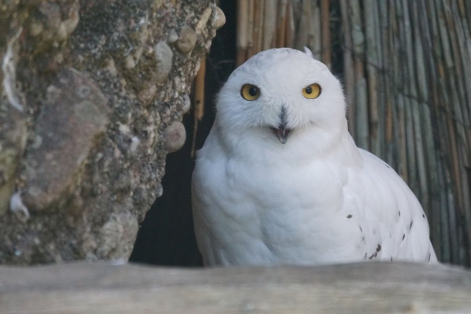 snowy owl among the trees