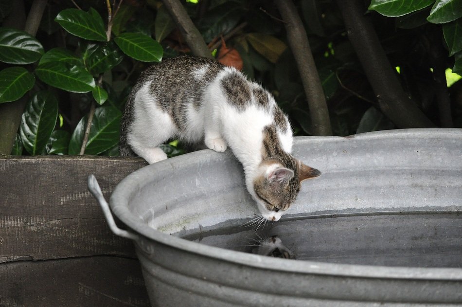 kitten is reflected in the basin of water