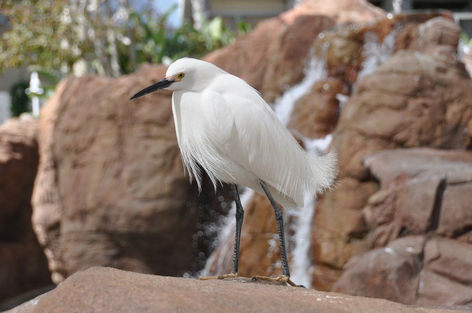 egretta on stones