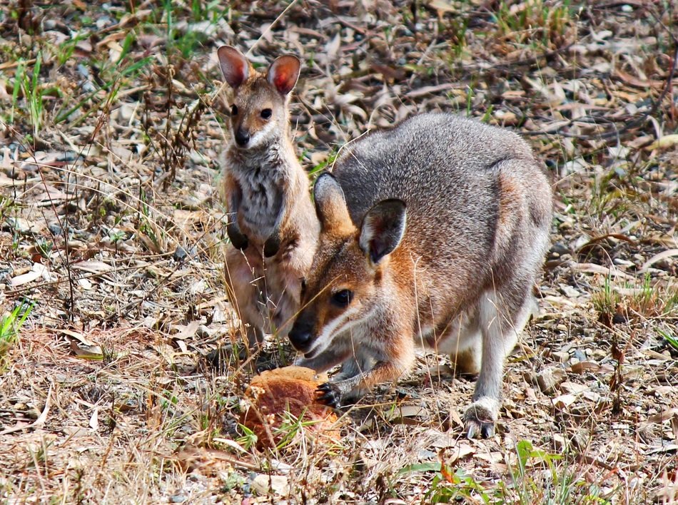 wallaby mother with child