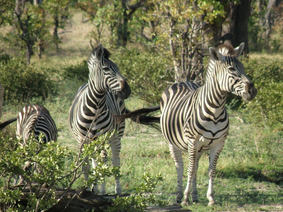 zebra family in wildlife