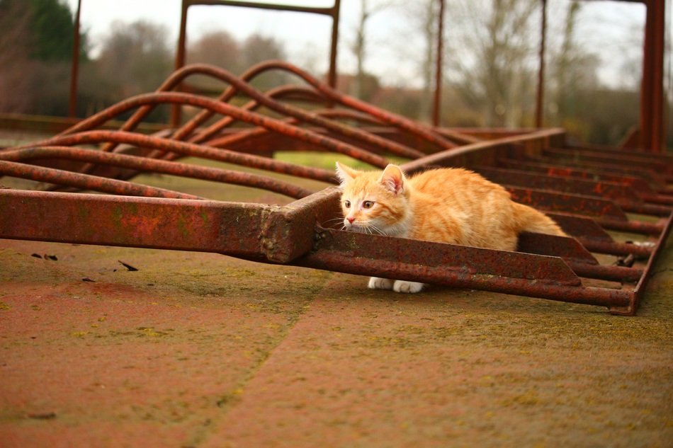 beautiful and amazing Cat Baby