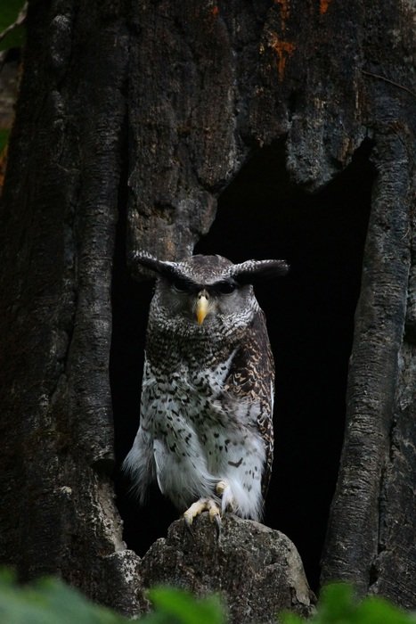 Belukketupa bird at night