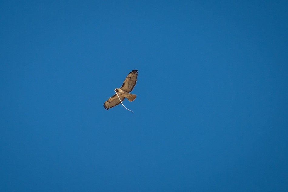 Red-tailed hawk flying in the blue sky