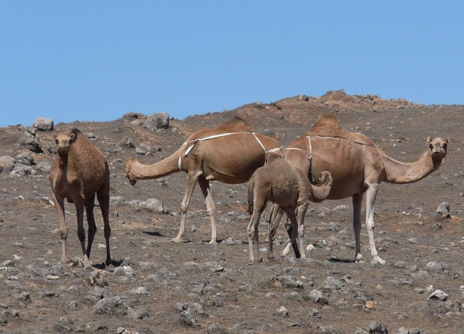 herd of camels in the middle east