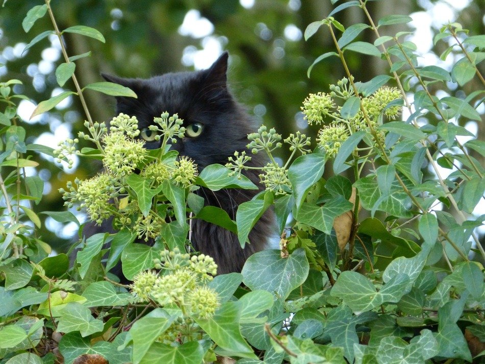 black cat in green thickets