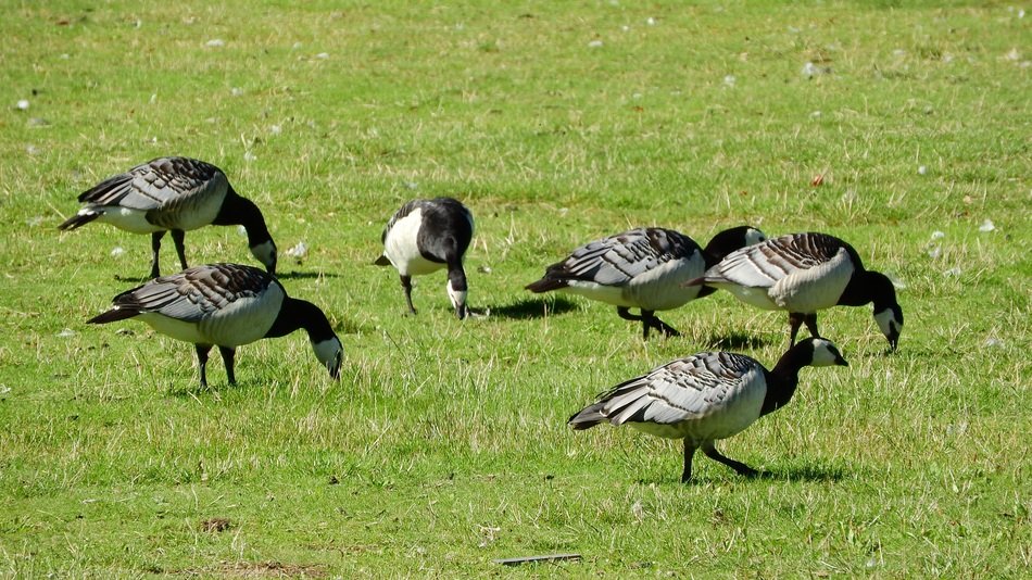 canada geeze grazing on the meadow