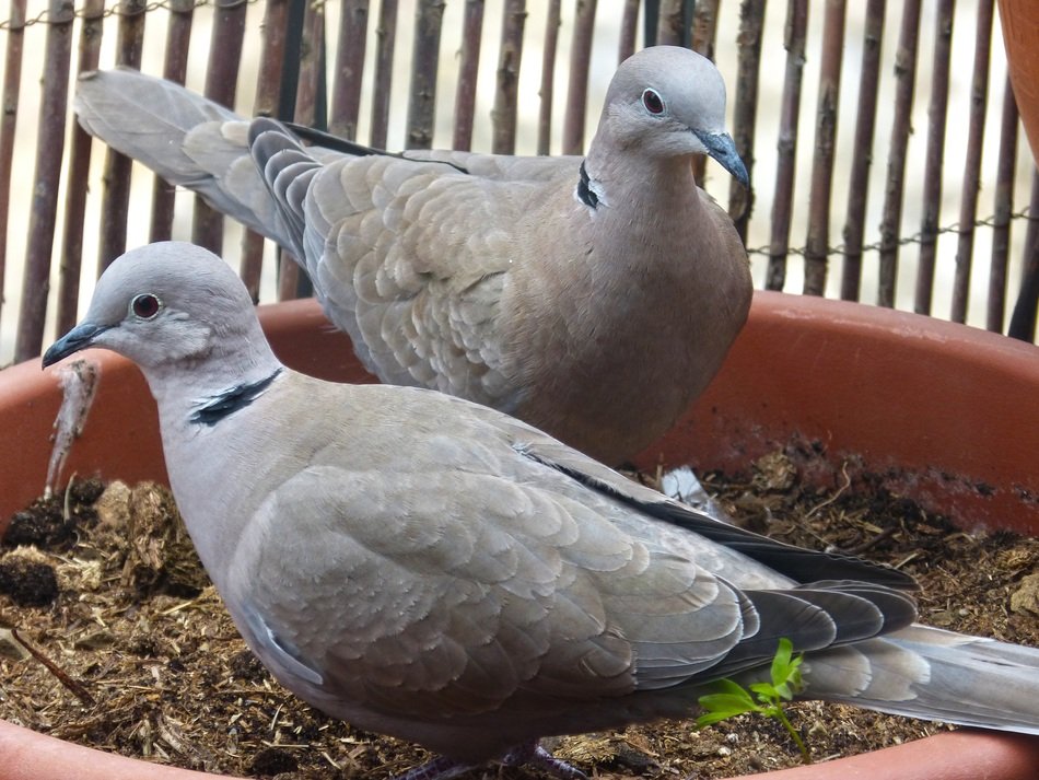 two Turtledoves on Balcony close-up
