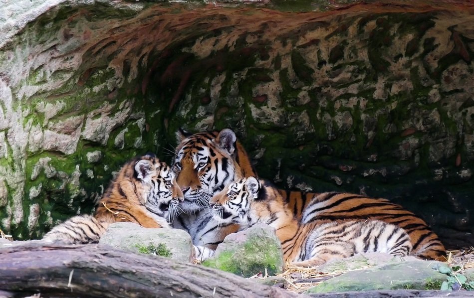 tiger mother with two children in the zoo