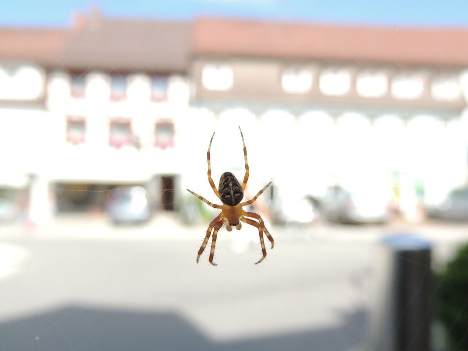 spider on a web on a background of a white building
