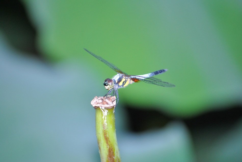 Picture of Dragonfly in a Lotus plant