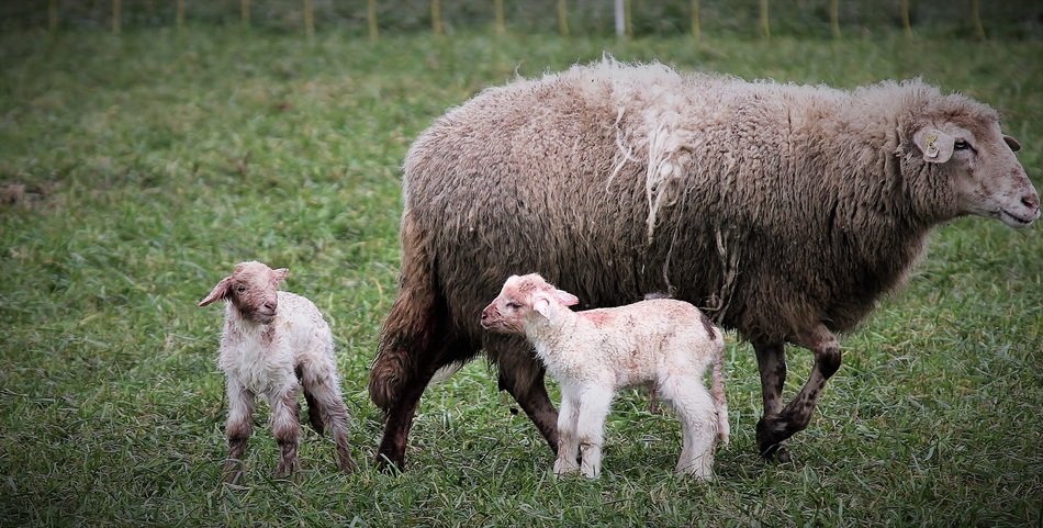deliciously beautiful Lambs