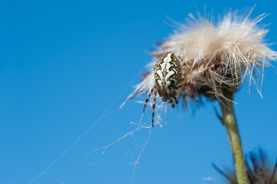 Macro Spider with the web on the flower