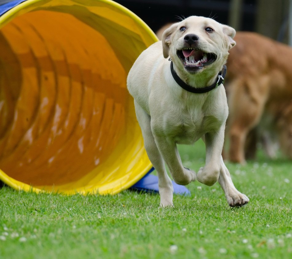 strikingly beautiful Labrador