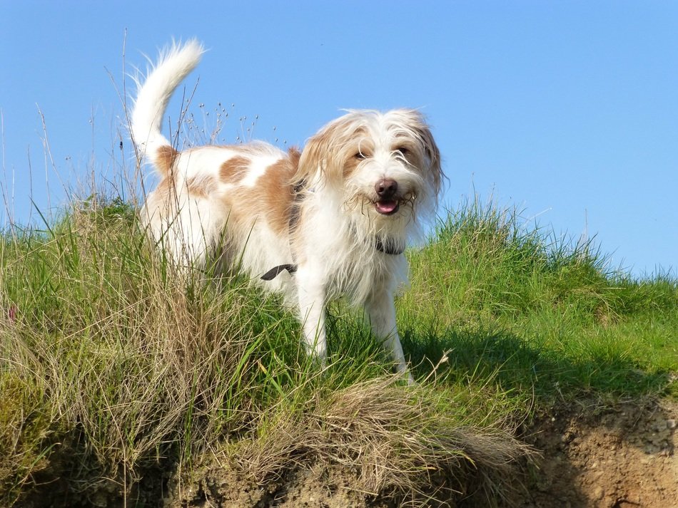 kromforlender dog on green grass