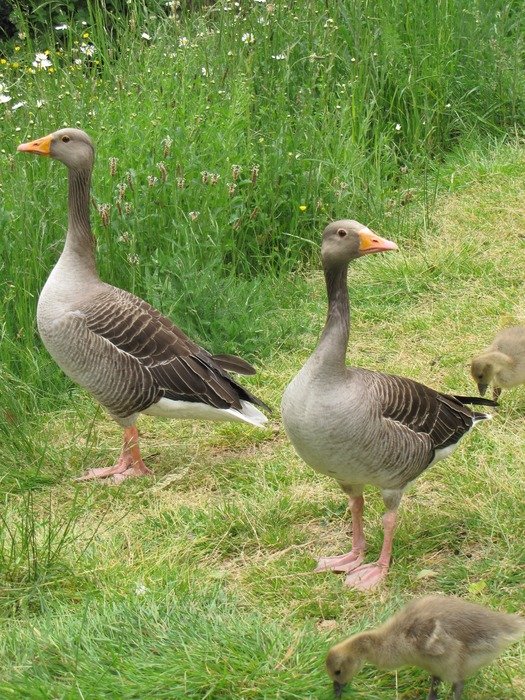 Greylag Geese with goslings on meadow