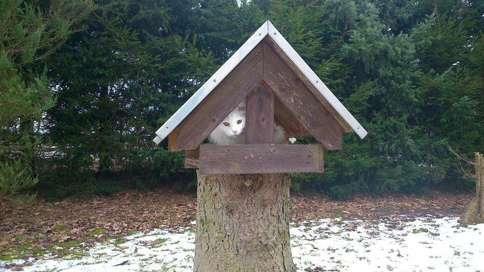 cat in the birdhouse