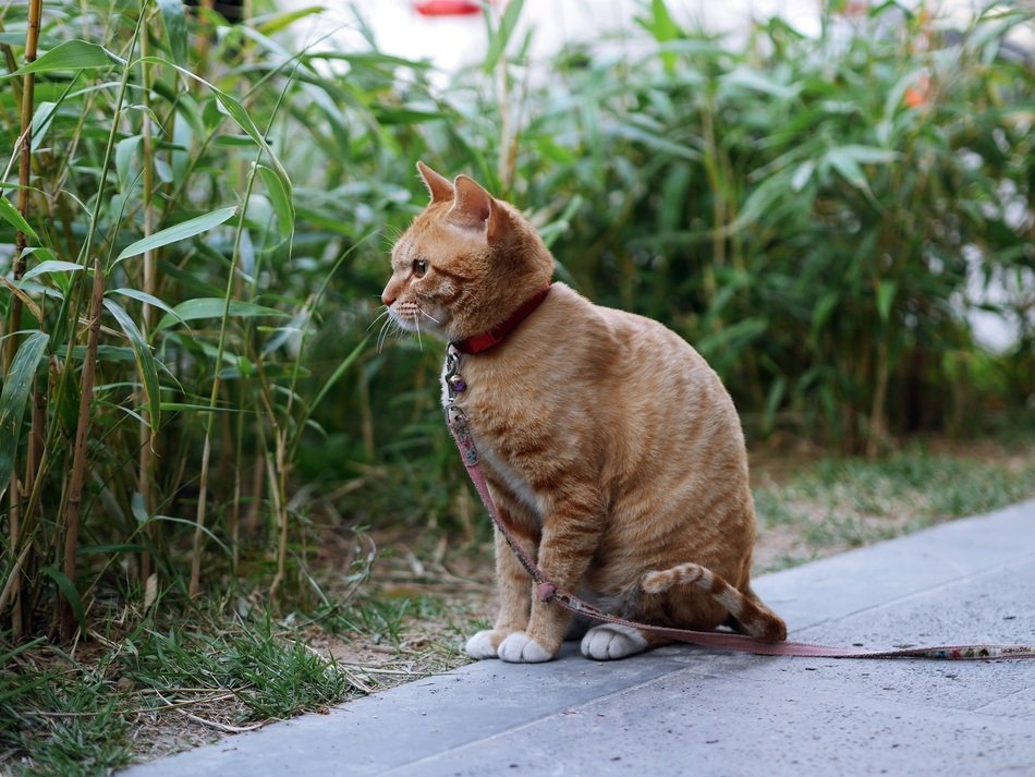 cat with a red collar sitting on the street