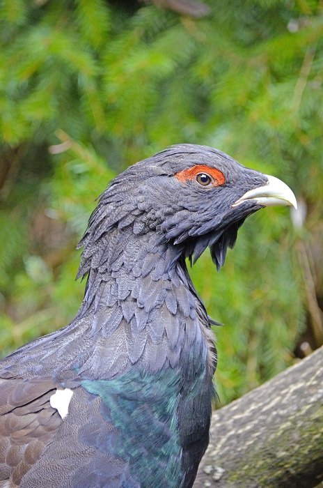 Tetrao urogallus or Auerhahn