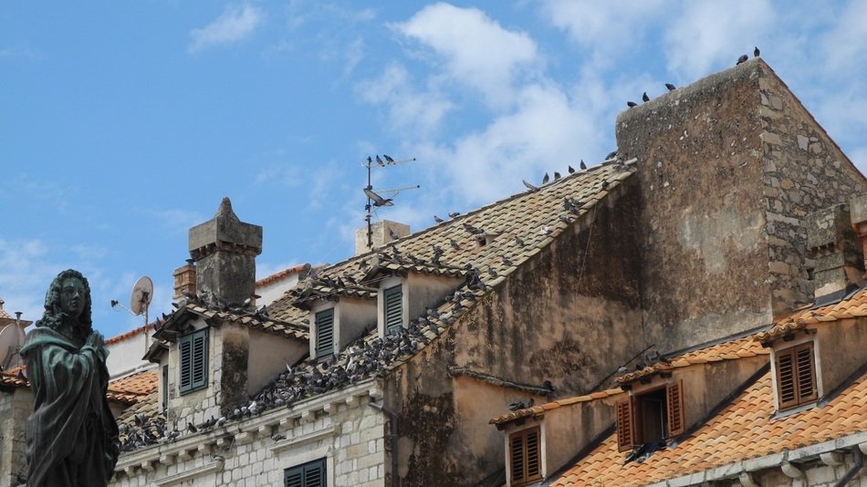 pigeons on the roof of the building