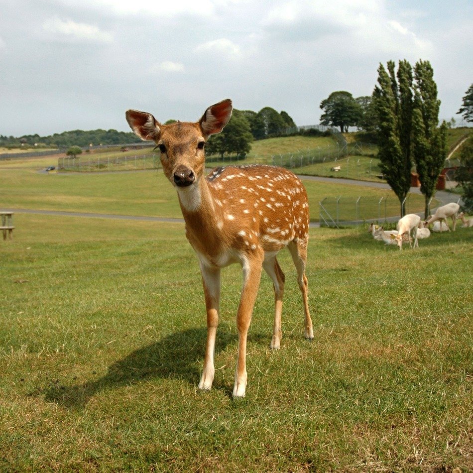 young Roe Deer at farm landscape