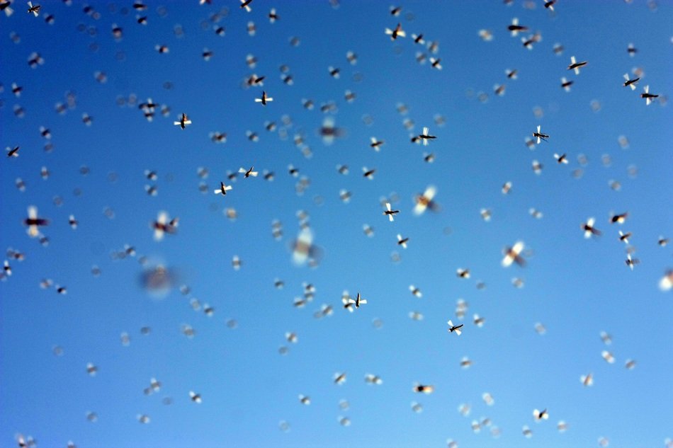 picture of the insects in air