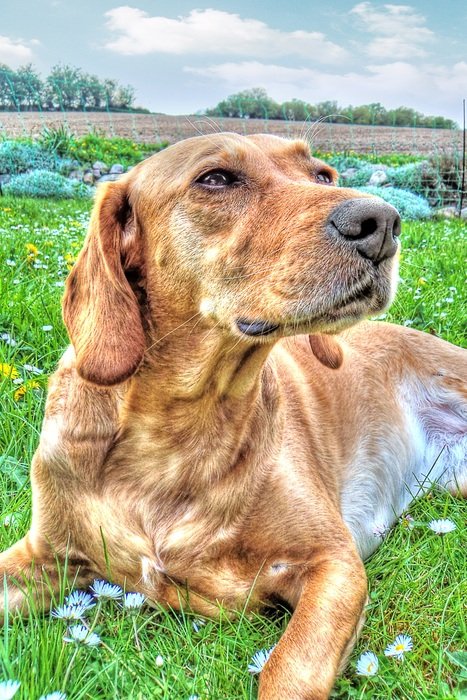Picture of Labrador as an illustration
