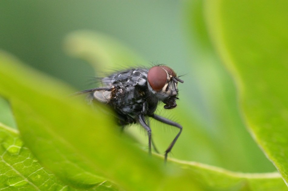 Fly on the plant